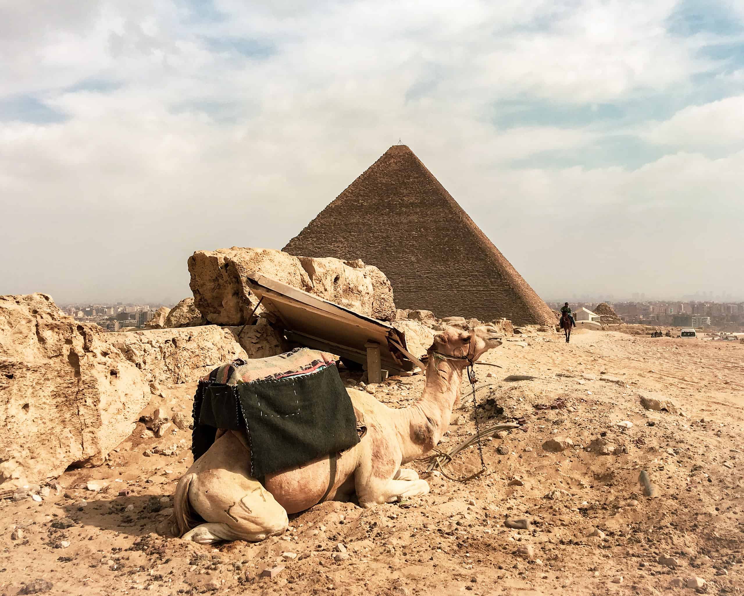 A camel at the Pyramids of Giza