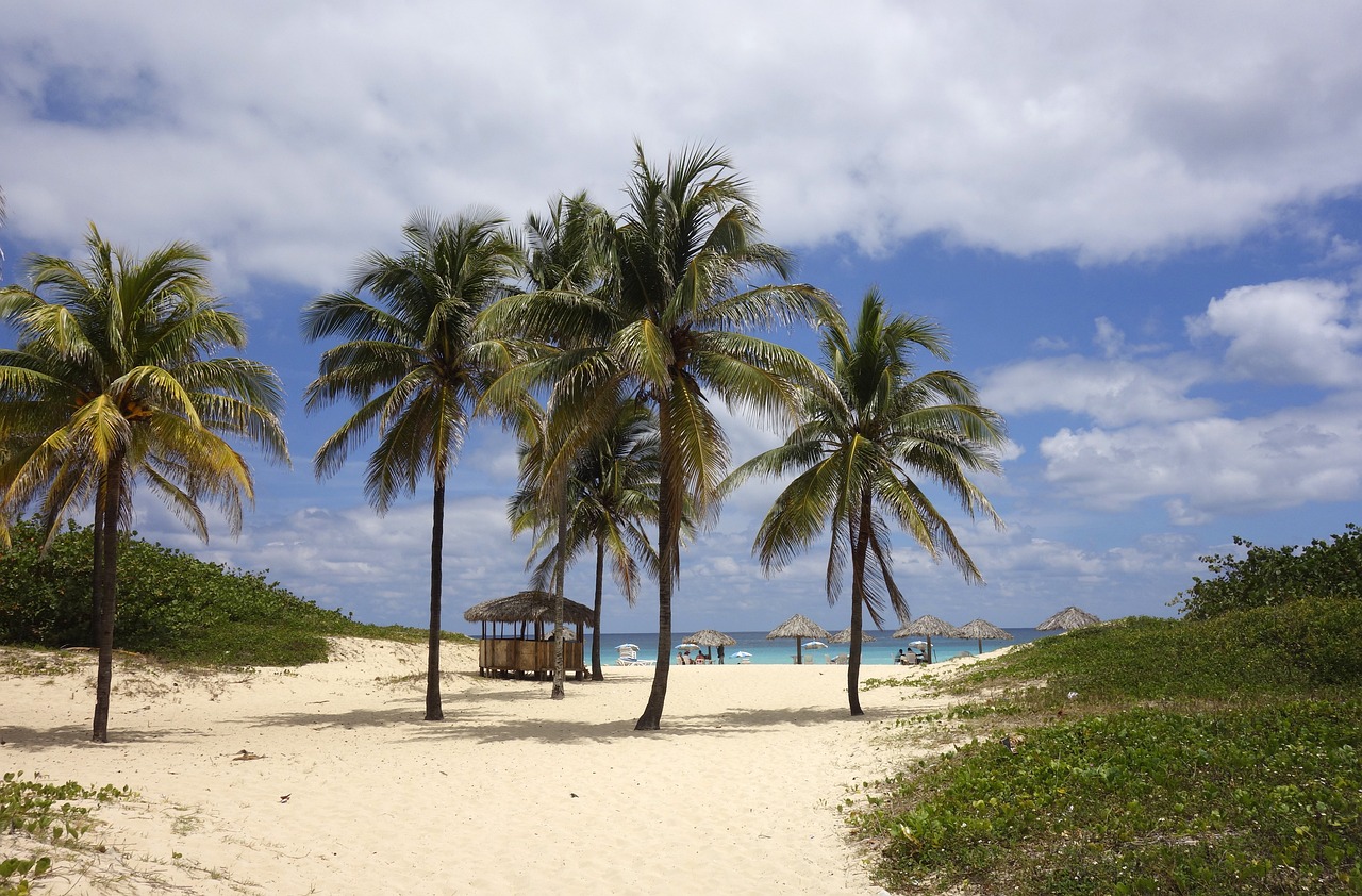 Beach Sea and Dream Palm Trees Sand Varadero, Cuba