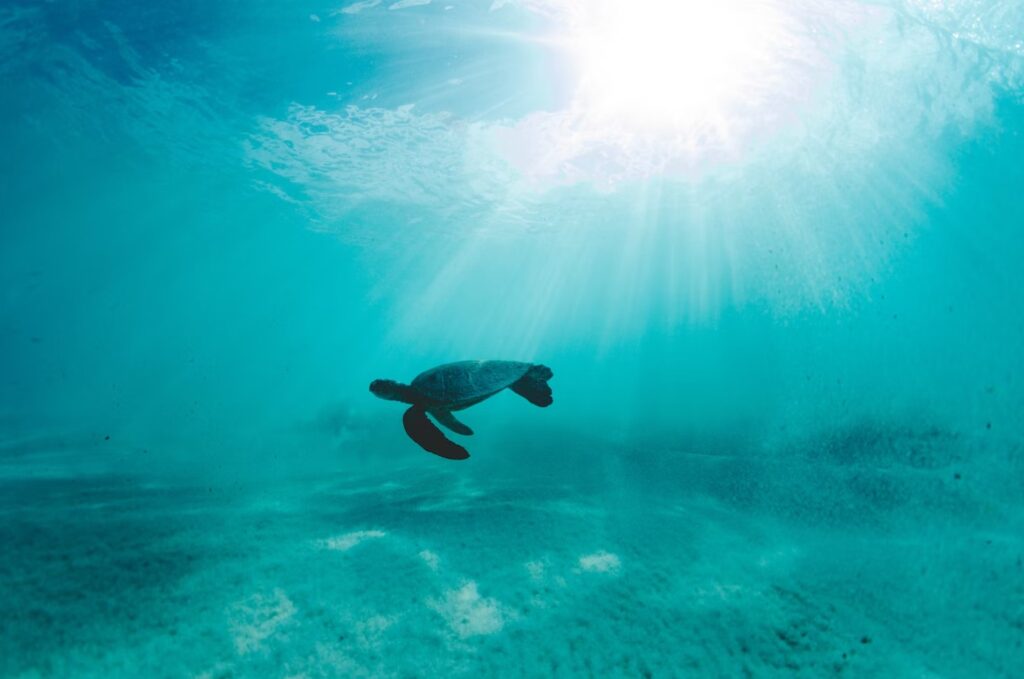 Beautiful underwater sea turtle in Hawaii
