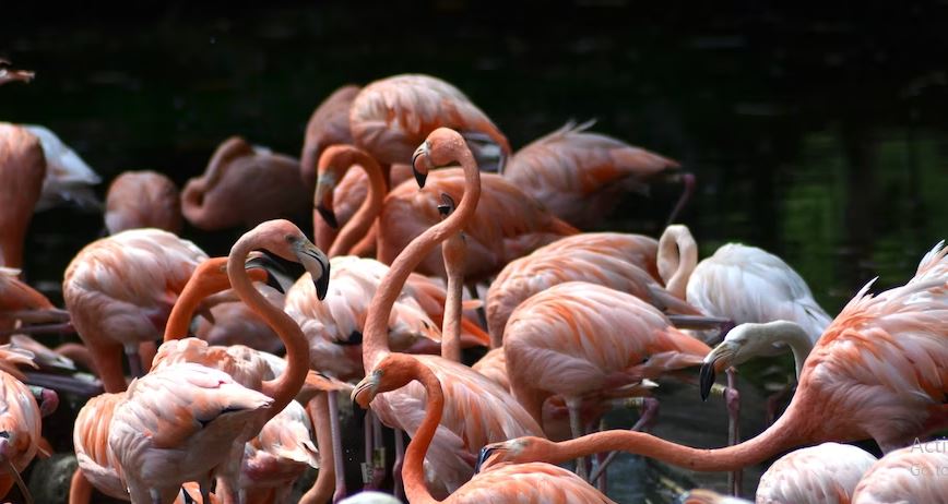 A beautiful group of flamingos Cali,colombia.