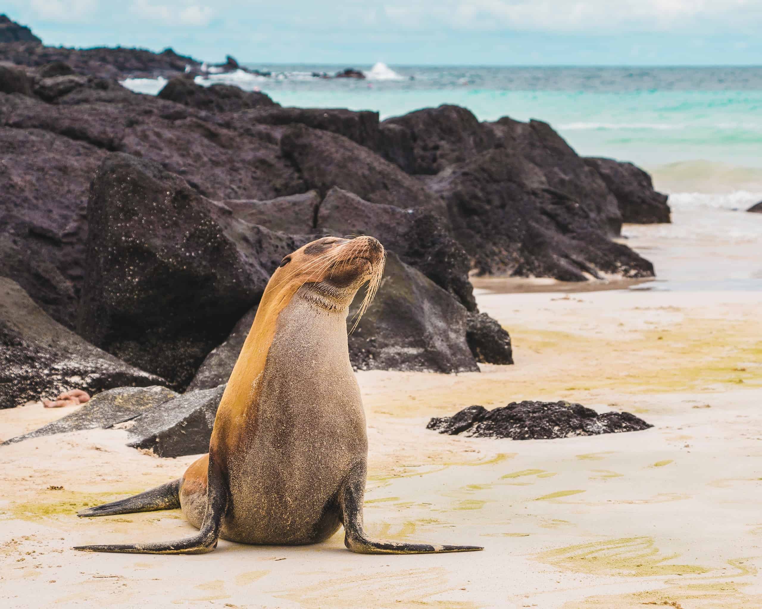 A sea lion in the Galapagos.