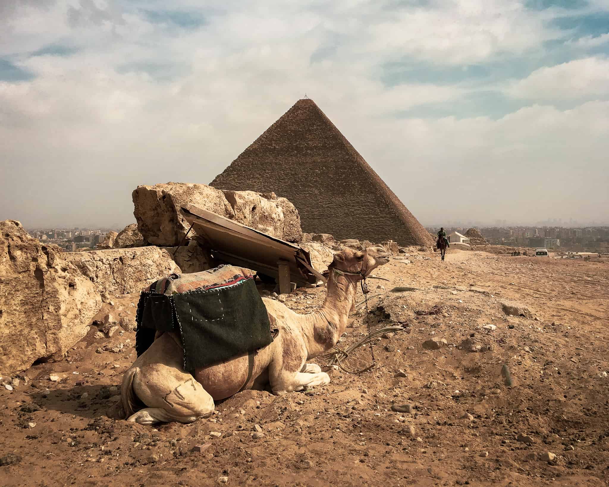 A camel at the Pyramids of Giza