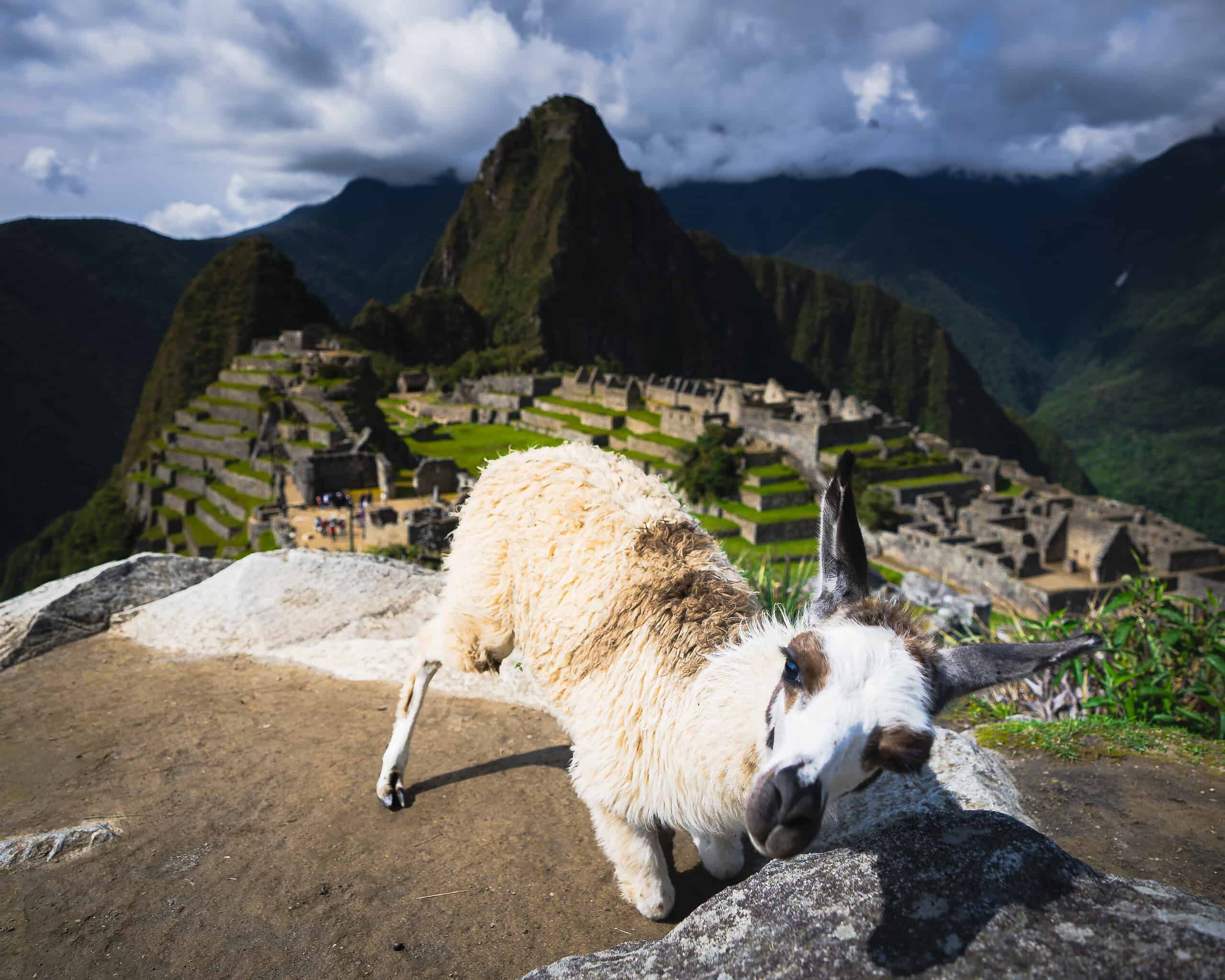 A llama at Machu Picchu