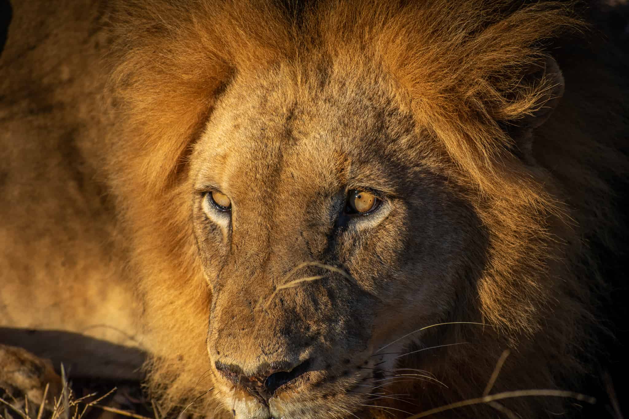 A lion resting at Kapama Game Reserve in South Africa.