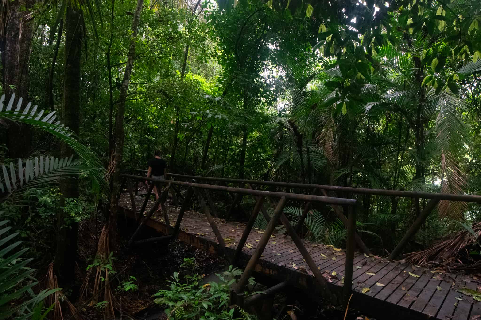 Costa Rican Rainforest, a great place to travel in February