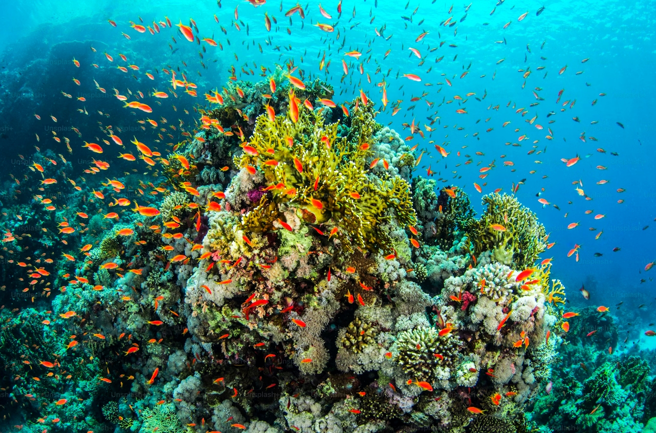 Sea Beauty of Belize City, Belize